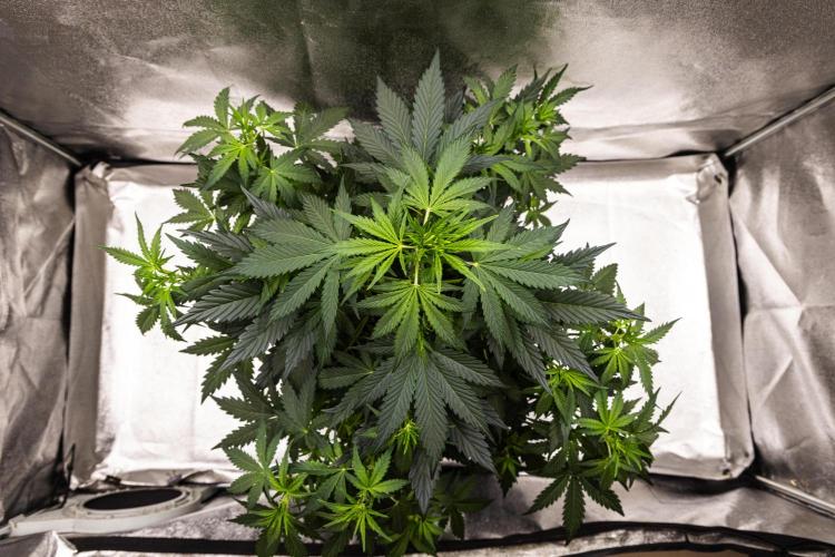 Wedding Cake - Farm #23. Week 4 - Wedding Cake - Day 28.