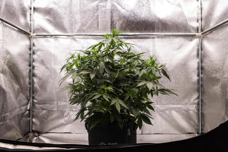 Wedding Cake - Farm #23. Week 4 - Wedding Cake - Day 28.