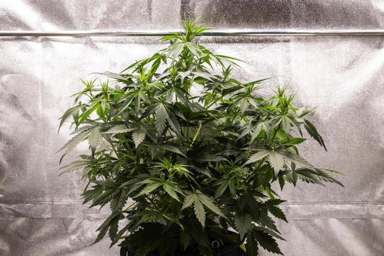 Wedding Cake - Farm #23. Week 4 - Wedding Cake - Day 28.