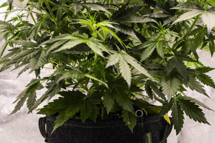 Wedding Cake - Farm #23. Week 4 - Wedding Cake - Day 28.