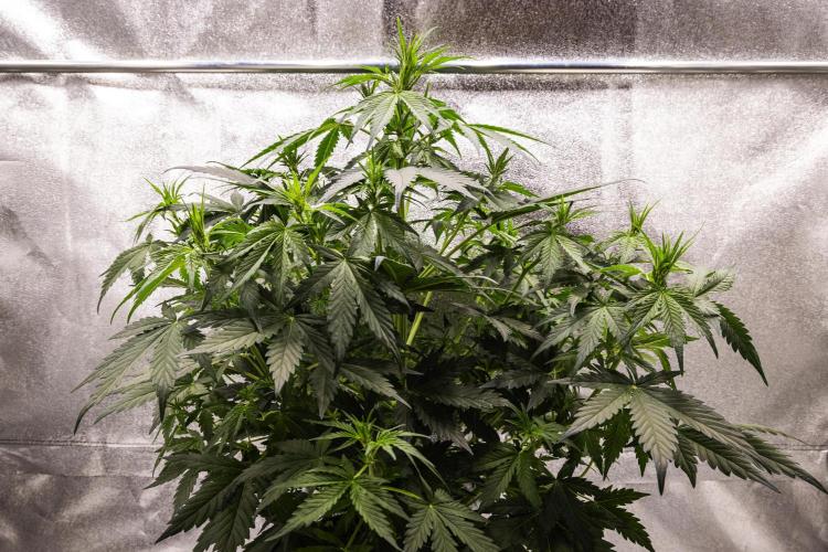 Wedding Cake - Farm #23. Week 4 - Wedding Cake - Day 28.