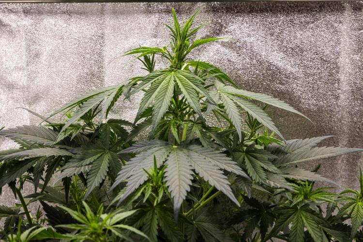 Wedding Cake - Farm #23. Week 4 - Wedding Cake - Day 28.