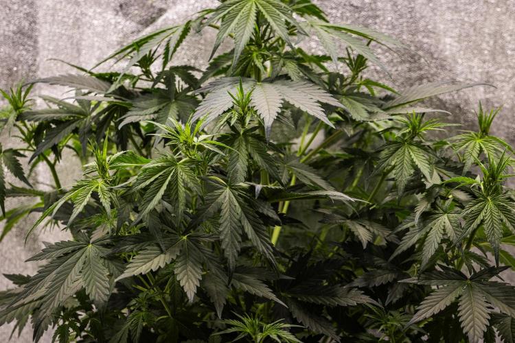 Wedding Cake - Farm #23. Week 4 - Wedding Cake - Day 28.