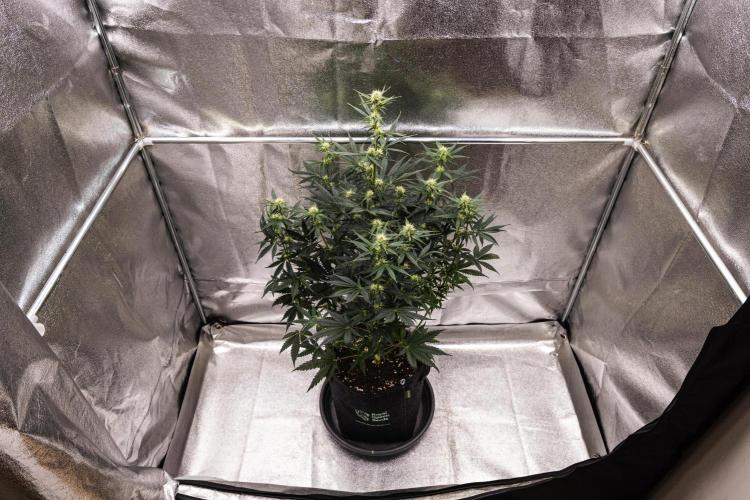 Grape Ape - Farm #23. Week 5 - Grape Ape - Day 35.