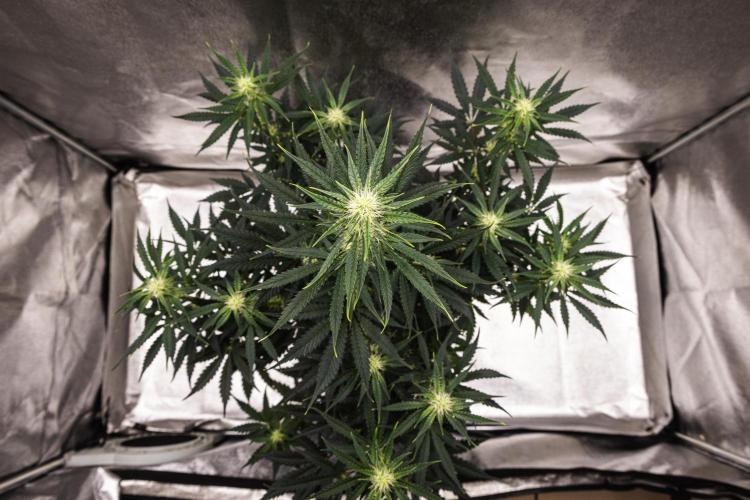Grape Ape - Farm #23. Week 5 - Grape Ape - Day 35.