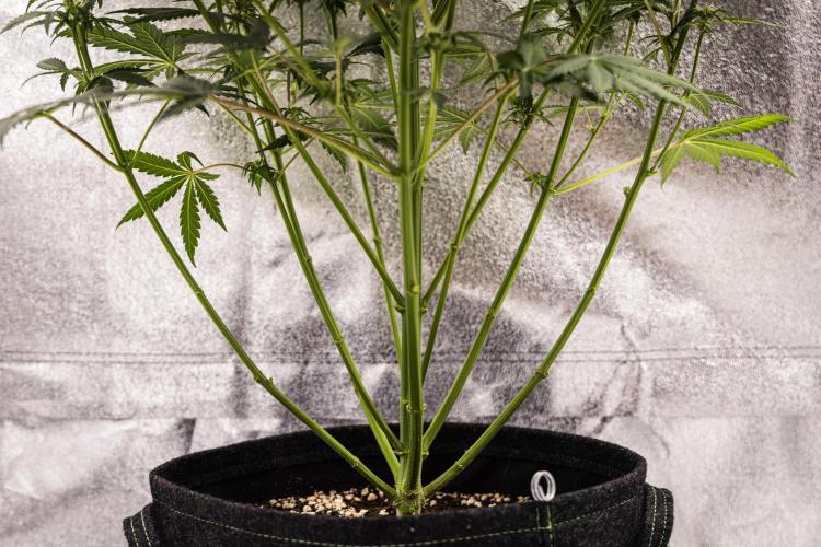 Grape Ape - Farm #23. Week 5 - Grape Ape - Day 35.