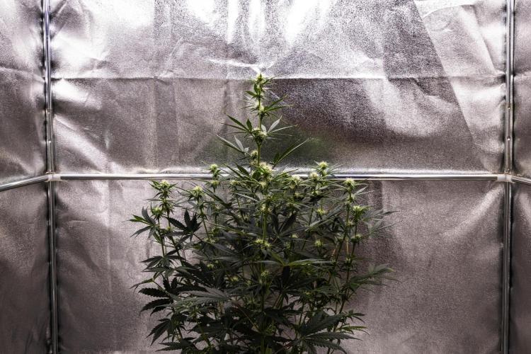 Grape Ape - Farm #23. Week 5 - Grape Ape - Day 35.