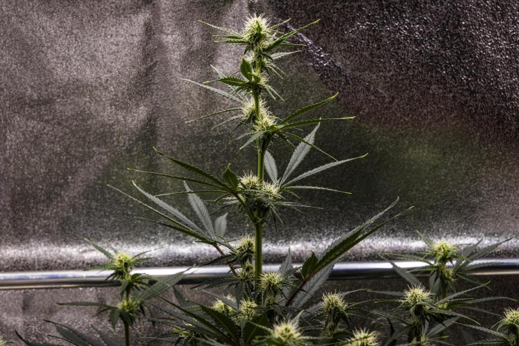 Grape Ape - Farm #23. Week 5 - Grape Ape - Day 35.