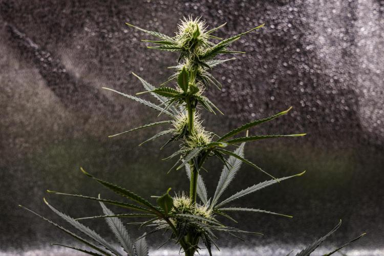 Grape Ape - Farm #23. Week 5 - Grape Ape - Day 35.