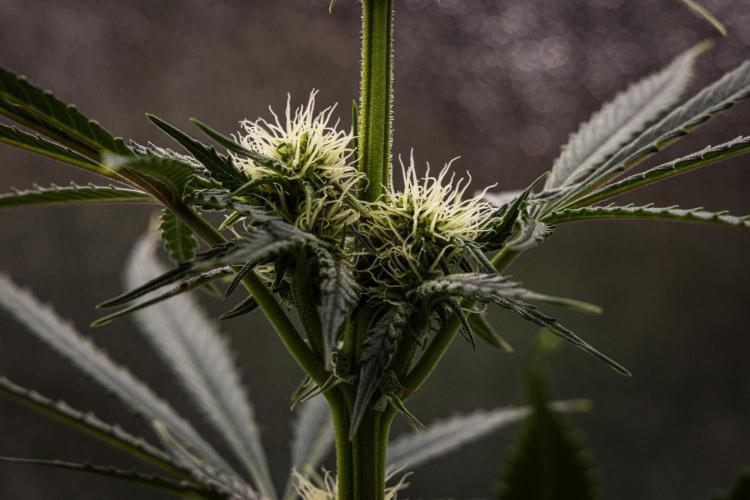 Grape Ape - Farm #23. Week 5 - Grape Ape - Day 35.