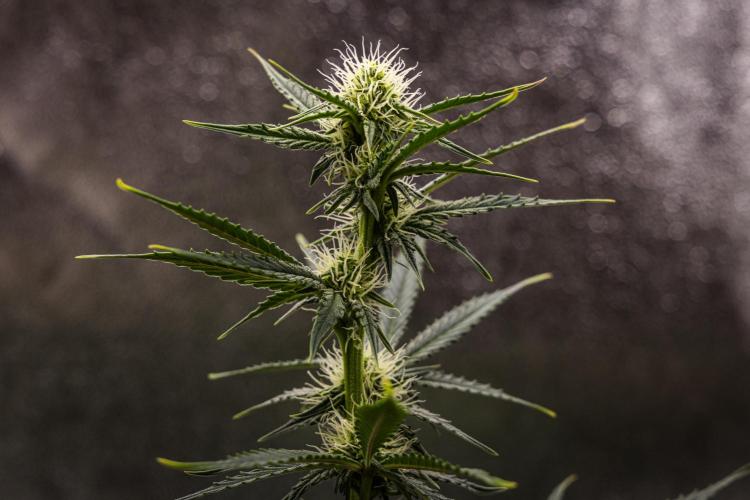 Grape Ape - Farm #23. Week 5 - Grape Ape - Day 35.
