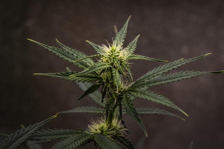 Grape Ape - Farm #23. Week 5 - Grape Ape - Day 35.