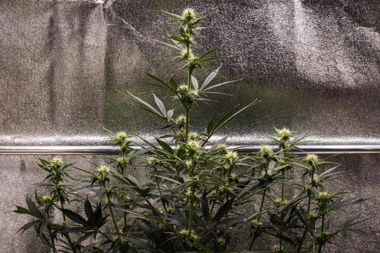 Grape Ape - Farm #23. Week 5 - Grape Ape - Day 35.