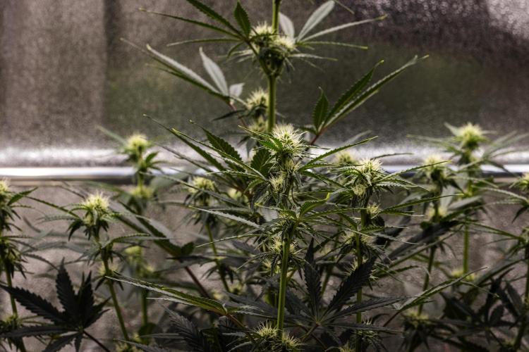 Grape Ape - Farm #23. Week 5 - Grape Ape - Day 35.