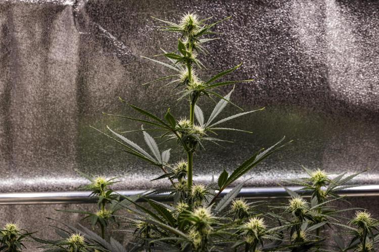 Grape Ape - Farm #23. Week 5 - Grape Ape - Day 35.