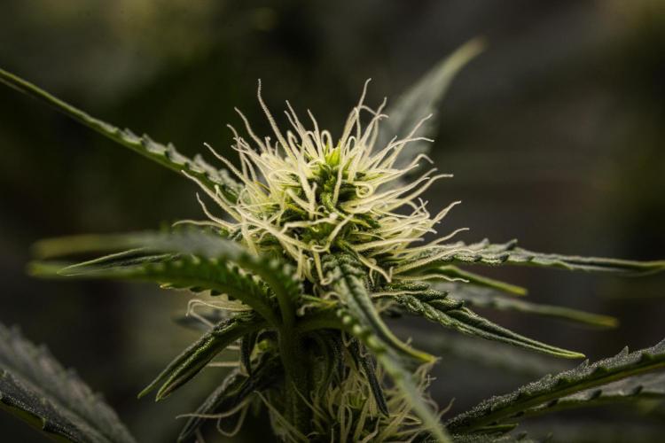 Grape Ape - Farm #23. Week 5 - Grape Ape - Day 35.