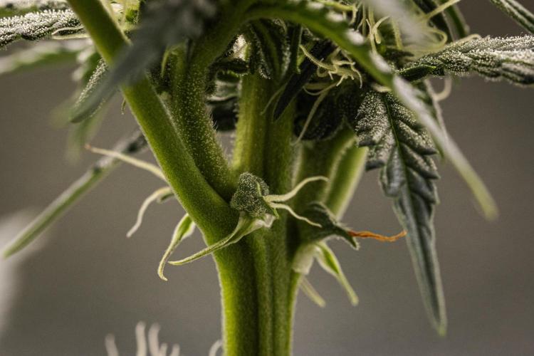 Grape Ape - Farm #23. Week 5 - Grape Ape - Day 35.