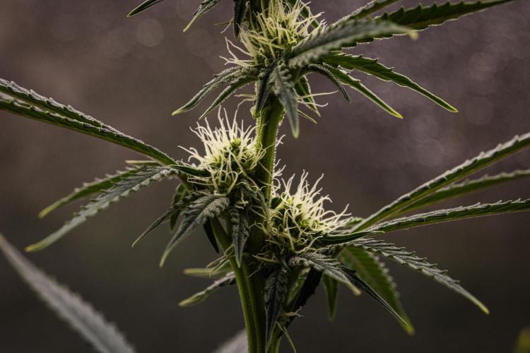 Grape Ape - Farm #23. Week 5 - Grape Ape - Day 35.