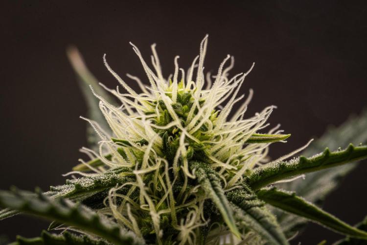 Grape Ape - Farm #23. Week 5 - Grape Ape - Day 35.