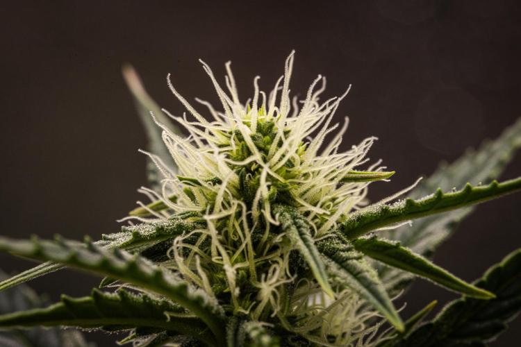 Grape Ape - Farm #23. Week 5 - Grape Ape - Day 35.