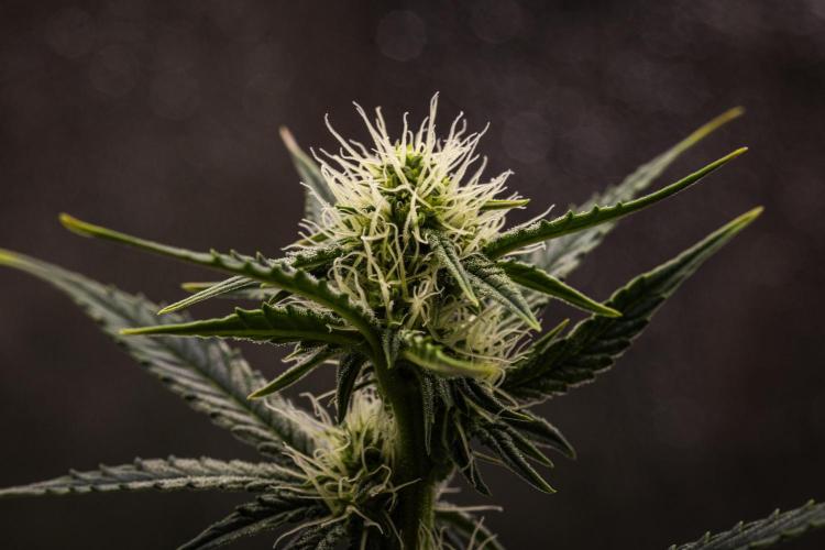 Grape Ape - Farm #23. Week 5 - Grape Ape - Day 35.