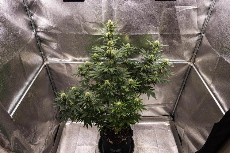 Pink Runtz - Farm #23. Week 5 - Pink Runtz - Day 35.