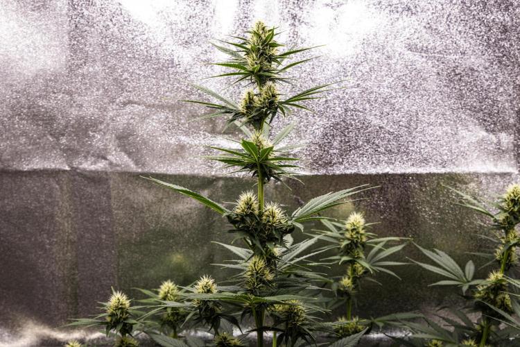 Pink Runtz - Farm #23. Week 5 - Pink Runtz - Day 35.