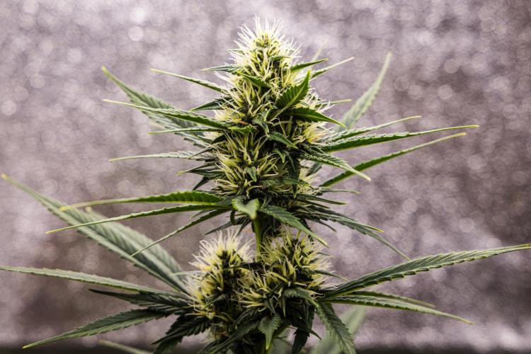 Pink Runtz - Farm #23. Week 5 - Pink Runtz - Day 35.