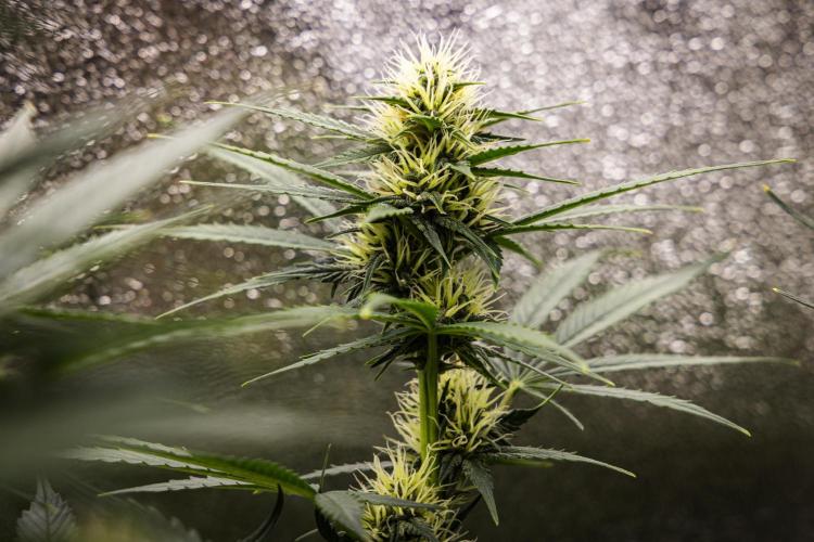 Pink Runtz - Farm #23. Week 5 - Pink Runtz - Day 35.