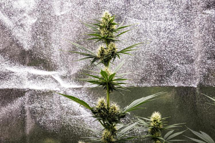 Pink Runtz - Farm #23. Week 5 - Pink Runtz - Day 35.