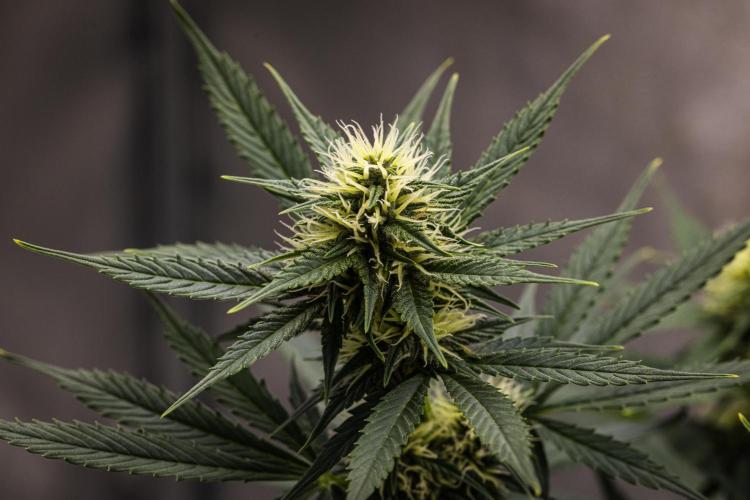 Pink Runtz - Farm #23. Week 5 - Pink Runtz - Day 35.