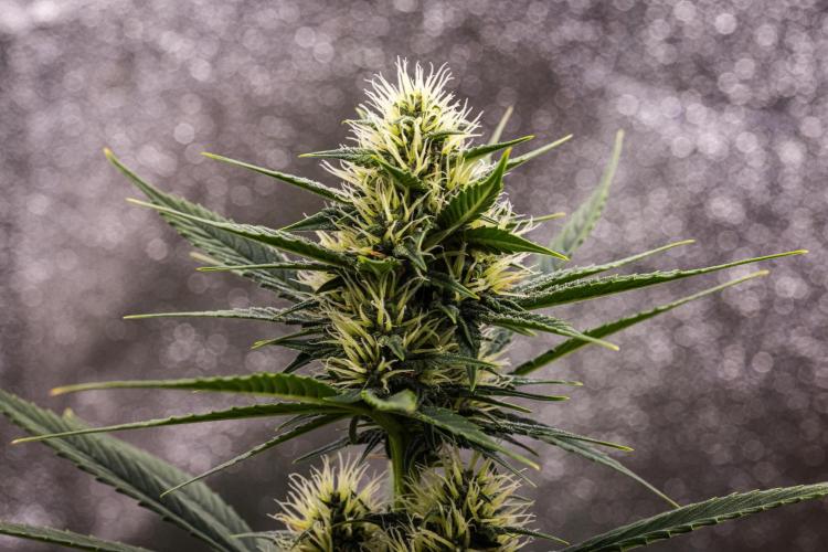 Pink Runtz - Farm #23. Week 5 - Pink Runtz - Day 35.