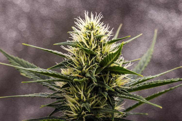 Pink Runtz - Farm #23. Week 5 - Pink Runtz - Day 35.