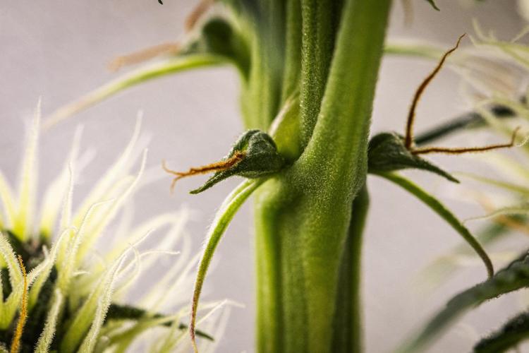 Pink Runtz - Farm #23. Week 5 - Pink Runtz - Day 35.