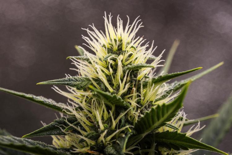 Pink Runtz - Farm #23. Week 5 - Pink Runtz - Day 35.