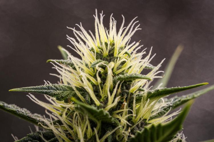 Pink Runtz Automatic. Week 5