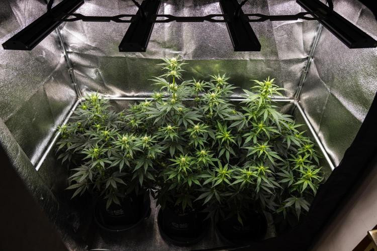 Wedding Cake - Farm #23. Week 5 - Butterflies Little Farm - Week 5.