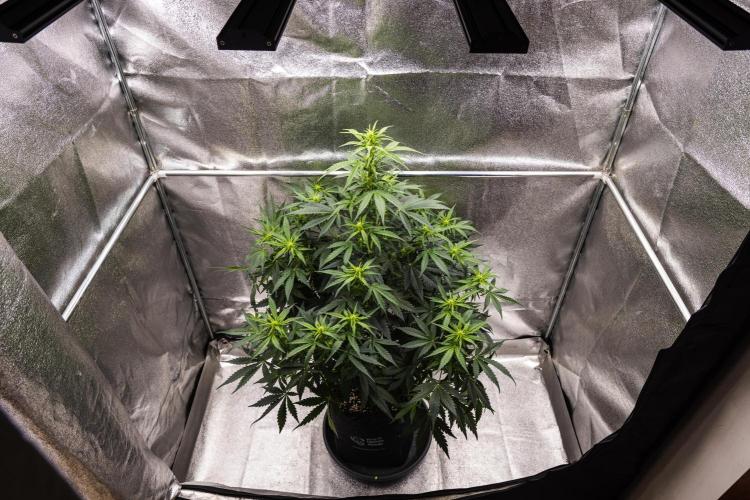 Wedding Cake - Farm #23. Week 5 - Wedding Cake - Day 35.