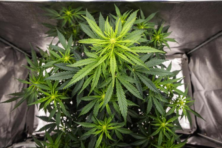 Wedding Cake - Farm #23. Week 5 - Wedding Cake - Day 35.