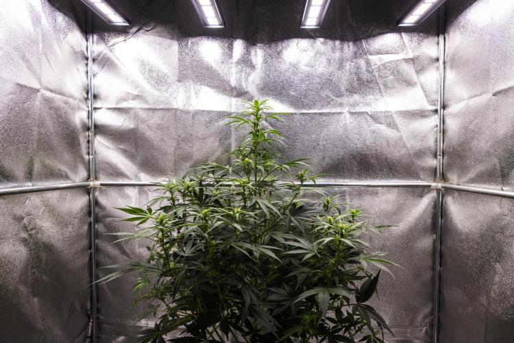 Wedding Cake - Farm #23. Week 5 - Wedding Cake - Day 35.