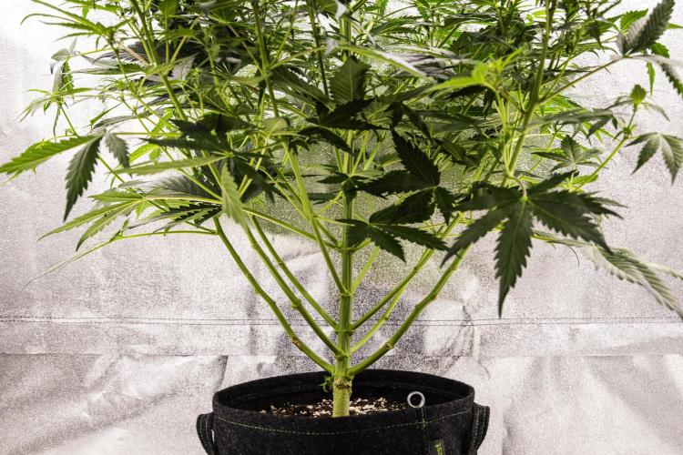 Wedding Cake - Farm #23. Week 5 - Wedding Cake - Day 35.