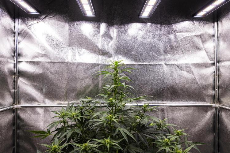 Wedding Cake - Farm #23. Week 5 - Wedding Cake - Day 35.