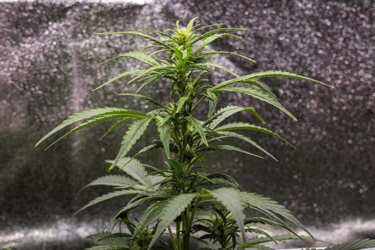 Wedding Cake - Farm #23. Week 5 - Wedding Cake - Day 35.