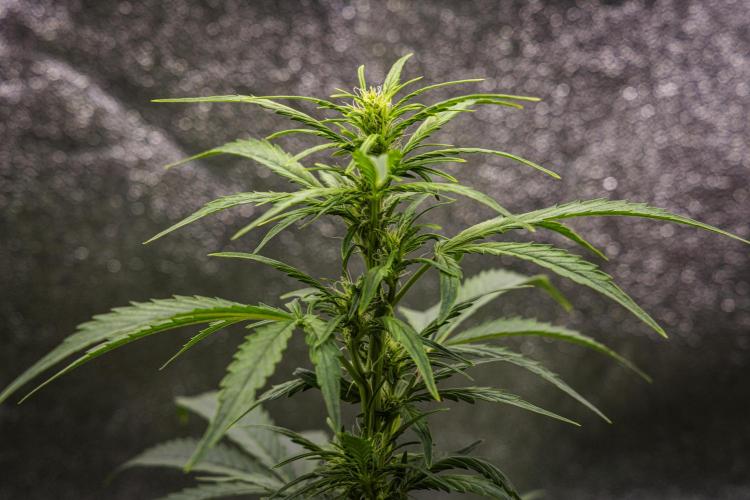 Wedding Cake - Farm #23. Week 5 - Wedding Cake - Day 35.