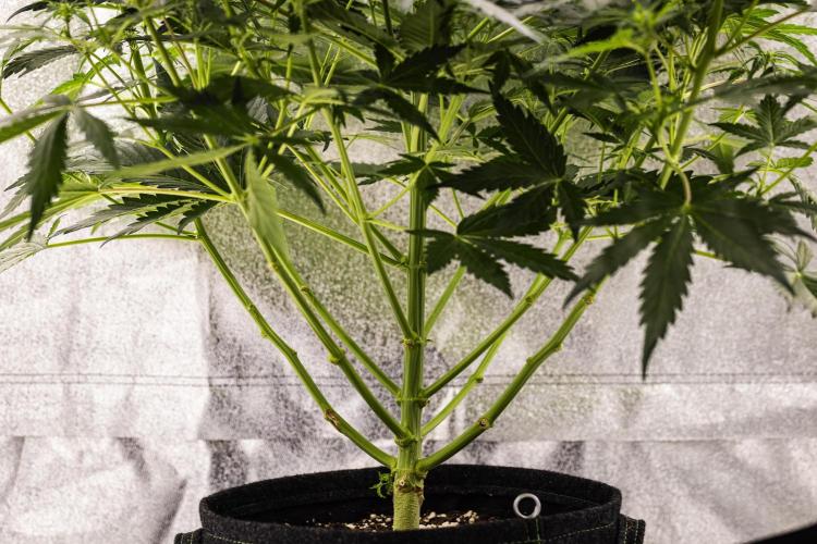 Wedding Cake - Farm #23. Week 5 - Wedding Cake - Day 35.