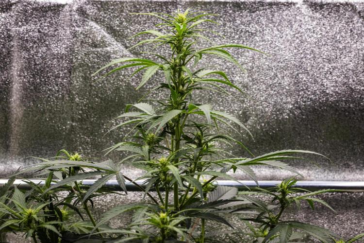 Wedding Cake - Farm #23. Week 5 - Wedding Cake - Day 35.