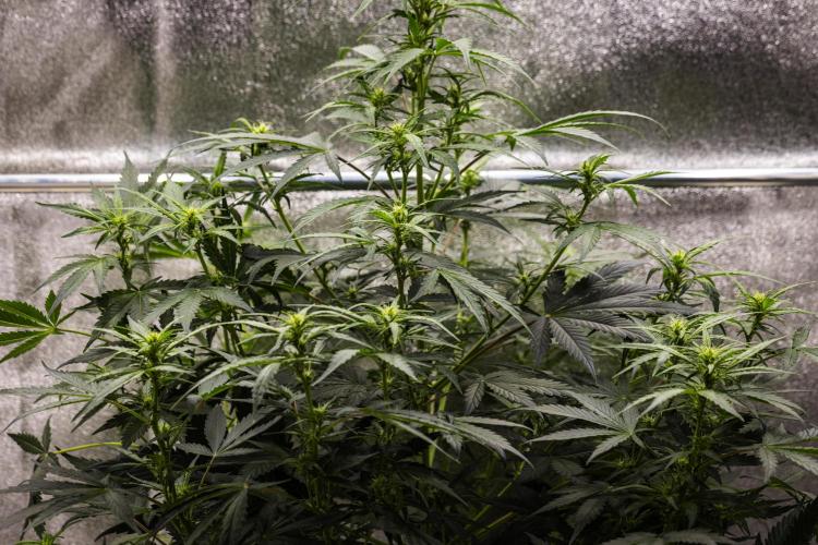 Wedding Cake - Farm #23. Week 5 - Wedding Cake - Day 35.