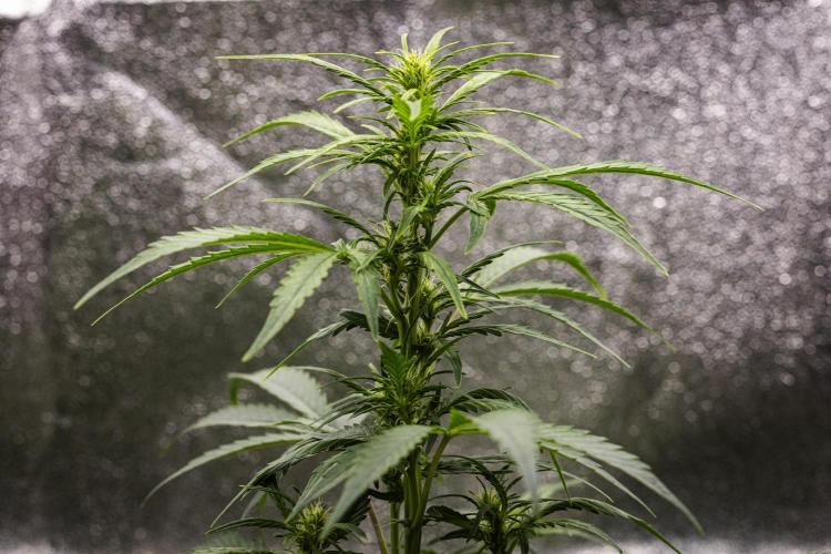 Wedding Cake - Farm #23. Week 5 - Wedding Cake - Day 35.