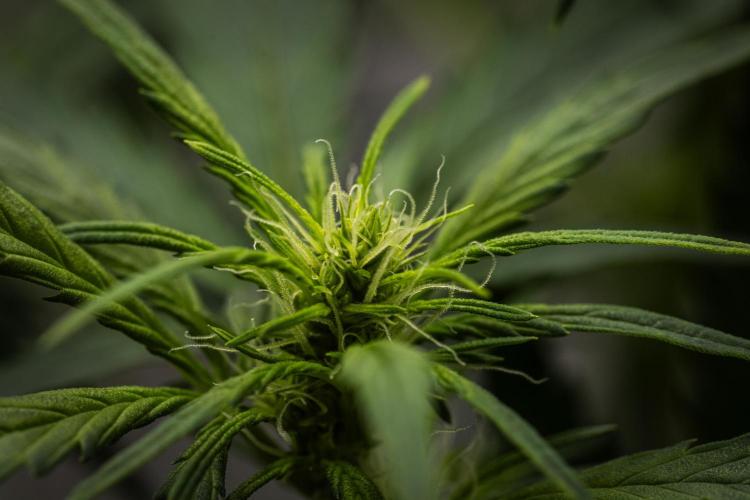 Wedding Cake - Farm #23. Week 5 - Wedding Cake - Day 35.