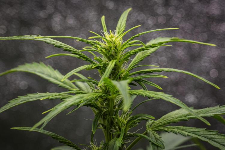 Wedding Cake - Farm #23. Week 5 - Wedding Cake - Day 35.
